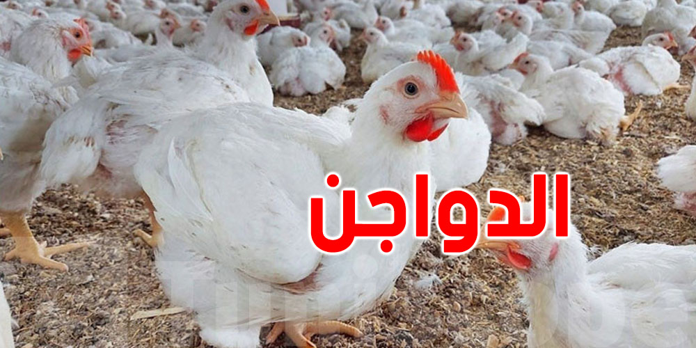 عاجل: موجة الحرّ ضرّت الدواجن والبيض...كيفاش؟